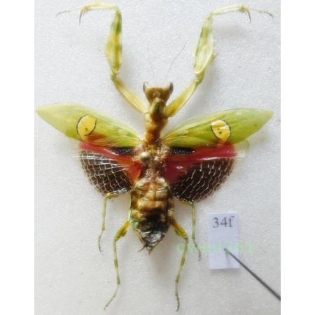 Creobroter gemmatus Saussure, 1869 Indonesia, Java Is34f
